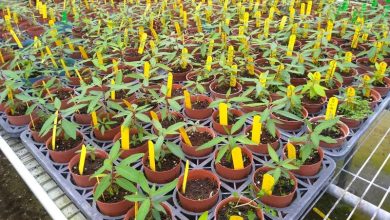 山胡椒（馬告）再度飄香 產區即將復育！