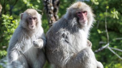 猴痘病毒Monkeypox來勢洶洶!不可輕忽
