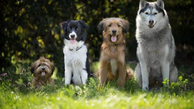 猴痘確認「人傳狗」首例！WHO：嚴重呼籲患者和寵物要隔離