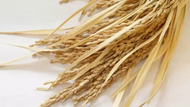 「食以所需為主」方能健康又珍惜食物
