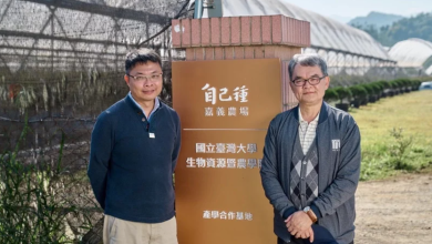 阿里山的奇蹟 台灣藍莓自己種農埸
