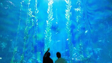 2023年屏東海生館第一對新人誕生！大洋池超驚喜浪漫求婚 魚群的見證下YES,IDO！屏東海生館成求婚熱門場地