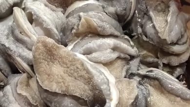 馬祖怎麼的？又是龍蝦再來鮑魚