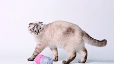 守護家中毛小孩  犬貓納保停看聽