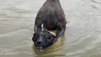 愛犬遭2米袋鼠「挾持」 澳洲男跳河肉搏救狗