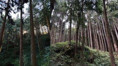 森林過客 – 阿里山隨想