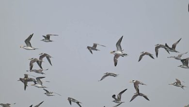 公私協力燕鷗保育工作露曙光，黑嘴端鳳頭燕鷗順利繁殖