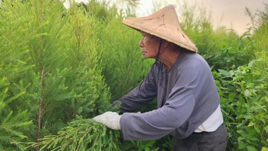 認一坪地，讓罕病重生