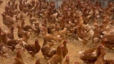 台灣農牧業的破口H5N1禽流感