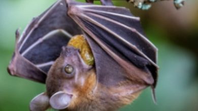 亞洲下一波極可能出現人畜互傳病毒危機-Nipah virus