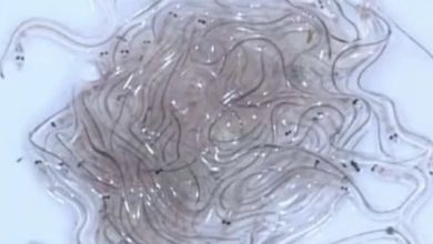 「白金」鰻魚苗創30年來最低原因探討！