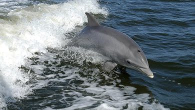 澎湖「海豚村」三隻海豚洄遊，學者建議：應用聲音刺激引導出海！