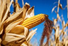 歐洲熱浪燒向糧食與能源、法國玉米恐創46年低點、英國穀物收成拉警報