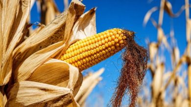 歐洲熱浪燒向糧食與能源、法國玉米恐創46年低點、英國穀物收成拉警報 歐洲熱浪燒向糧食與能源、法國玉米恐創46年低點、英國穀物收成拉警報