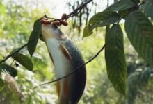 馬來西亞雙巨星！魚皇（忘不了）果王（黑刺）的頂級味蕾盛宴