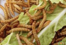 運用「吃塑膠的蟲」的體內酵素以基因工程作為未來大量塑膠分解的目標！
