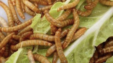 運用「吃塑膠的蟲」的體內酵素以基因工程作為未來大量塑膠分解的目標! 運用「吃塑膠的蟲」的體內酵素以基因工程作為未來大量塑膠分解的目標!