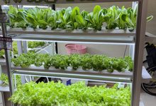 美國水耕 STEM 教育來台！Green Our Planet 攜手水善田打造永續ESG