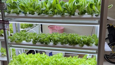 美國水耕 STEM 教育來台！Green Our Planet 攜手水善田打造永續ESG